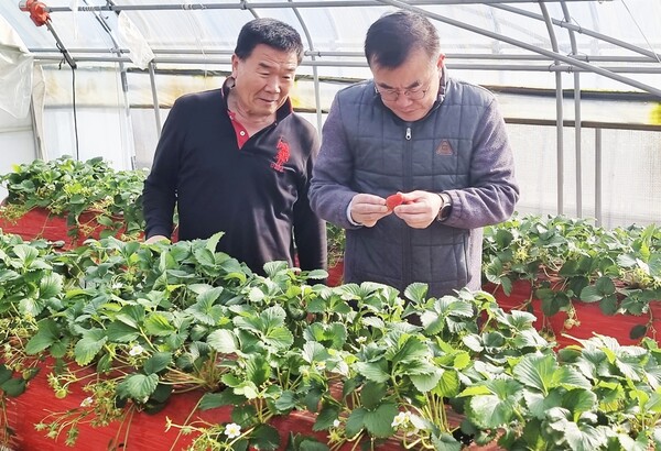  (사진설명) : 최영준 농협충주시지부장(오른쪽)이 딸기 재배 농가를 방문하여 현장을 점검하고 있다./중원신문